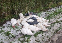 Lottinghen : 17 oies, têtes coupées retrouvées en tas au bord d'une route !
