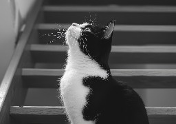 Saint-Etienne-Au-Mont : une peine de 6 mois de prison ferme pour avoir étranglé un chat et s’être filmé ! 