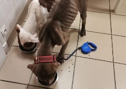 Boulogne: deux chiens et un chat sauvés d'une mort certaine