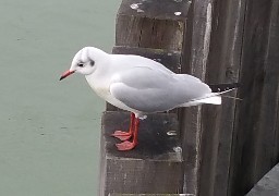 Bray-Dunes : une mouette rieuse retrouvée morte de la grippe aviaire, le premier cas dans le Nord.