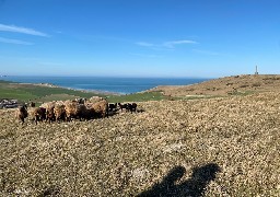 30 moutons Shetland et leurs agneaux paissent au Blanc-Nez toute l'année pour entretenir les espaces naturels. 