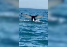Une baleine aperçue au large de Boulogne ce samedi