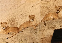Belgique: le parc Bellewaerde accueille 3 nouvelles lionnes