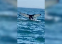 Va-t-on devoir s’habituer à voir des baleines au large de la Côte d'Opale ?