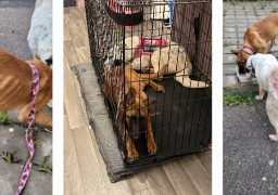 Une Etaploise condamnée à du sursis pour maltraitance animale