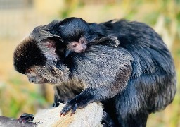 Fort-Mardyck: Bio-topia annonce la naissance d'un bébé tamarin de Goeldi