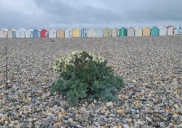 Cayeux: le chemin de planches et ses cabines de plage menacés par une plante protégée ?