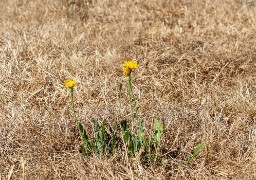 Le département du Nord placé en de vigilance renforcée sécheresse.