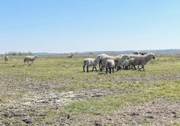 La vice-présidente de la Région, Marie-Sophie Lesne, en viste aujourd'hui dans la Baie de Somme