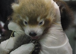 Naissance d'un bébé panda roux au zoo d'Amiens