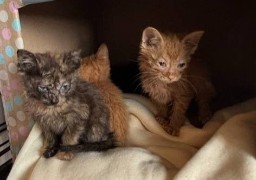 Baie de Somme: 5 chatons abandonnés dans un sac de sport, le refuge de Buigny en colère