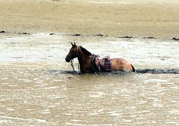 Le Touquet: un cheval enlisé sur la plage, forte mobilisation pour le sauver