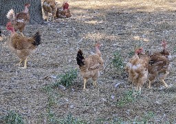 Licques : la volaille Label Rouge fait la fierté de la région, et le bonheur des éleveurs