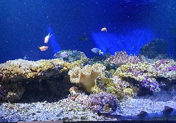 Redécouvrez Nausicaà à prix mini : les 