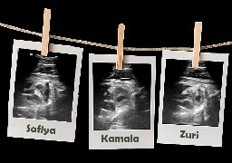 Bellewaerde: 3 bébés girafes attendus cet hiver, une première en Europe !