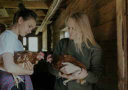 Adoptez une poule samedi à Wamin, dans les 7 Vallées ! 