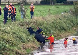Saint-Folquin : une vache tombée dans un ruisseau secourue !