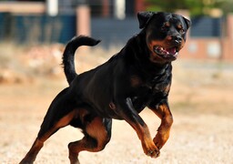 Etaples: mordu par un rottweiler, un homme tue le chien en l'étranglant