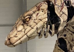 JOUR J : Le Varan de Voyage a tout pour sembler réel, comme ses cousins de chair et d’écailles, les varans Perenti !