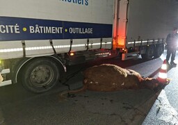 Une vache percutée par un poids lourd sur l'A16
