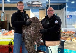 Merlimont : Une lotte exceptionnelle de 36 kg sur l'étal d'une poissonnerie