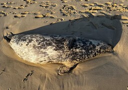 Blériot-Sangatte : deux veaux marins de 150 kg échoués sur la plage