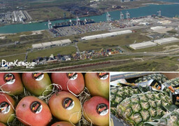 Dunkerque consolide sa place de leader français des fruits tropicaux