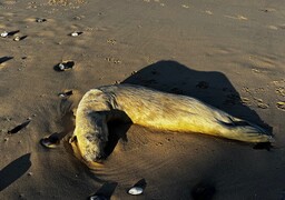 La pêche industrielle est-elle en cause dans la mort d’une quarantaine de phoques sur les plages de la Côte d’Opale ?