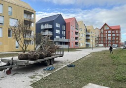 Dunkerque dépasse son objectif en plantant 204 795 arbres en six ans.