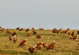 Grippe aviaire : un foyer détecté dans un élevage de volailles de la Somme
