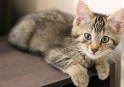 Vimeu : une nouvelle association se mobilise pour lutter contre la prolifération des chats errants