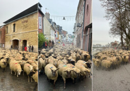 Saint-Valery-sur-Somme : le retour des moutons en baie, une transhumance hivernale pleine de charme