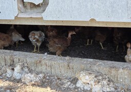 Alerte grippe aviaire à Warhem: une zone de protection instaurée dans un rayon de 10km