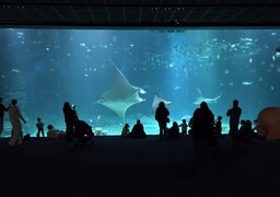 Boulogne: avec 884 286 visiteurs en 2025, Nausicaà prépare sereinement ses 35 ans