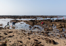 Pêche à pied : de fortes restrictions sur les moules sur le littoral boulonnais