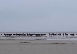 Baie de Somme : une battue pour réguler les populations de mouflons et sangliers lundi.