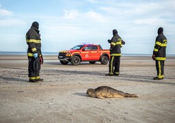 Un jeune phoque échoué à Bray-Dunes secouru par les pompiers