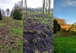 À Ardres : des sangliers détruisent le jardin d’un couple de retraités ! 