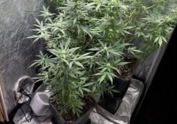 Bray-Dunes : contrôlé positif aux stupéfiants, il cultivait du cannabis chez lui pour « ne plus avoir à en acheter »