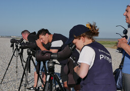Baie de Somme : 70 bénévoles mobilisés tout l’été pour protéger les phoques
