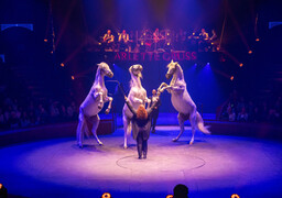 Boulogne: jusqu'à dimanche, le cirque Arlette Gruss promet 