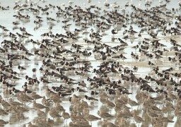 Grandes marées d’équinoxe : spectacle grandiose entre Baie de Somme et parc du Marquenterre