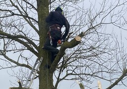 Chute d’un homme à Merlimont : plusieurs fractures après une intervention dans un arbre