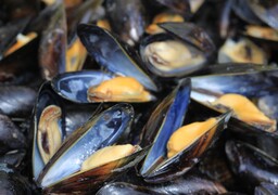 La pêche aux moules rouverte sur plusieurs plages de la Côte d'Opale