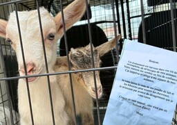 Wimille: il découvre 2 chèvres, une poule et un coq déposés dans sa voiture en pleine nuit