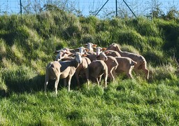 Montreuil : pourquoi 9 moutons ont envahi la Citadelle ?