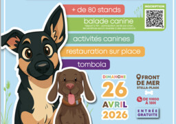 Dog Run à Stella-Plage : ce rendez-vous canin géant va attirer des centaines de passionnés sur le front de mer