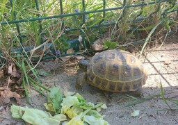 A Merlimont, qui a perdu sa tortue Hermann ?