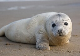 Un bébé phoque aperçu sur la plage de Le Portel