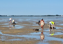 Au Crotoy, cette plante envahissante menace la plage : une opération d’arrachage organisée ce mardi